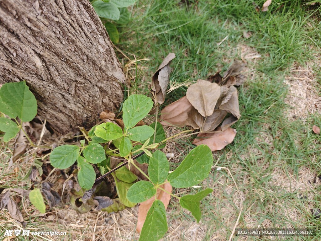 树下绿植与枯叶