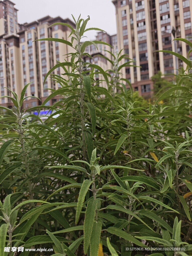 高楼前的繁茂绿植