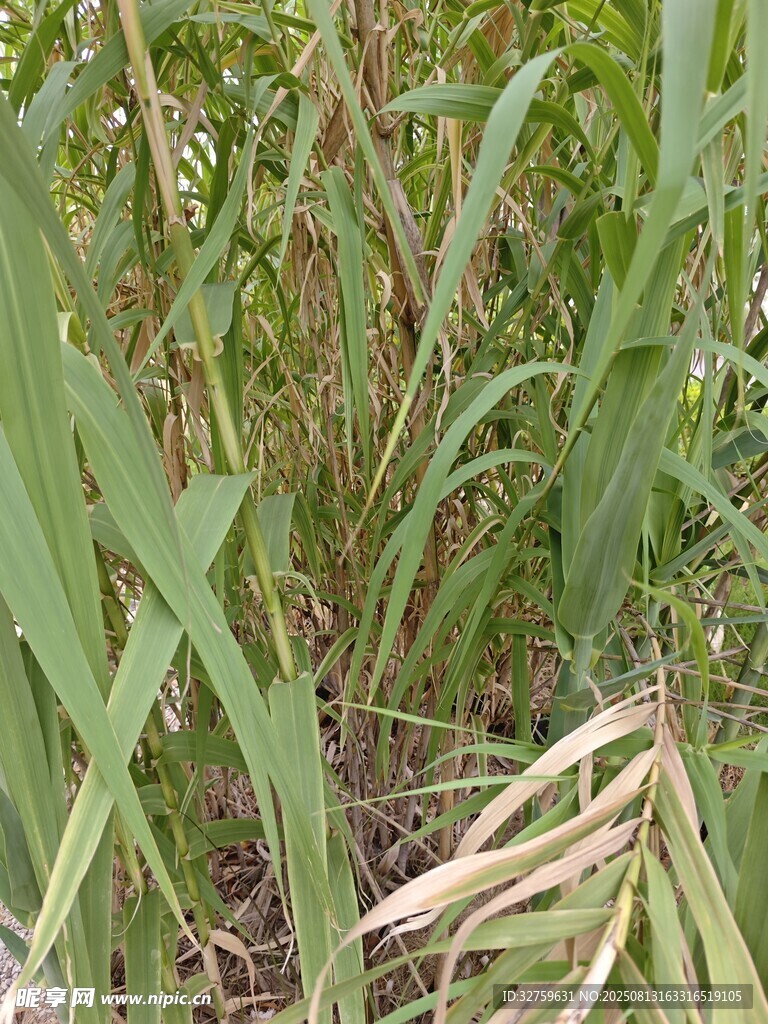 茂密的绿色植物景观