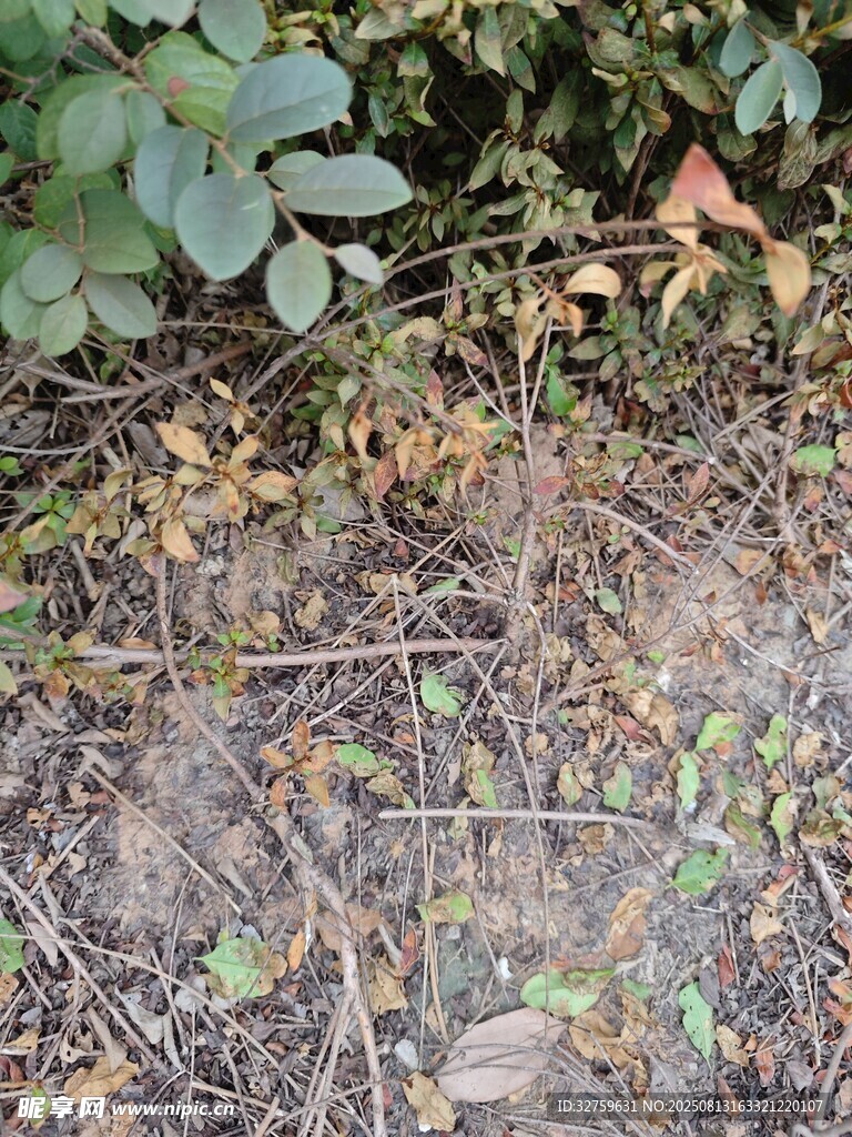 地面枯叶与绿植交织景象