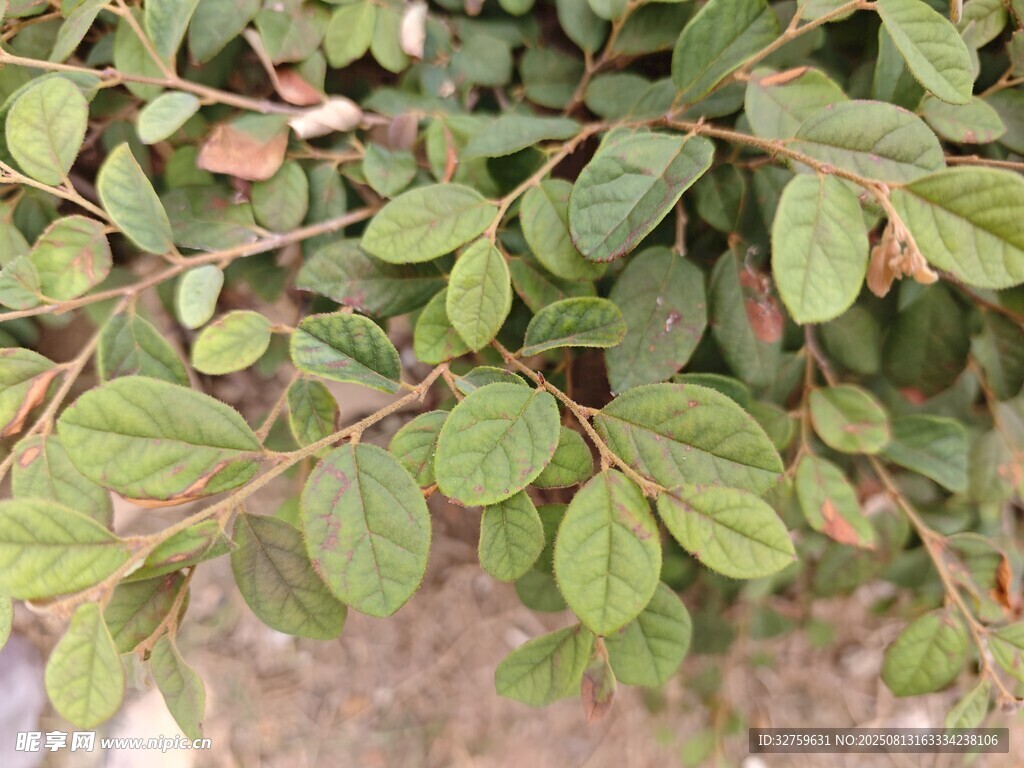 绿叶植物特写