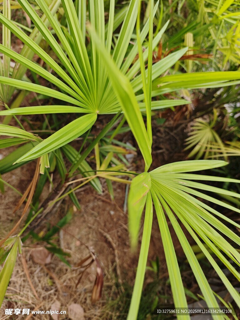 扇形绿叶植物特写
