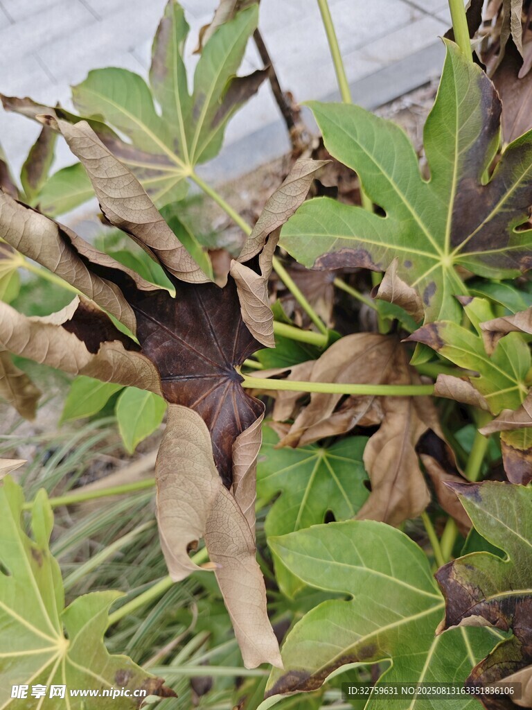 枯萎的植物叶片特写