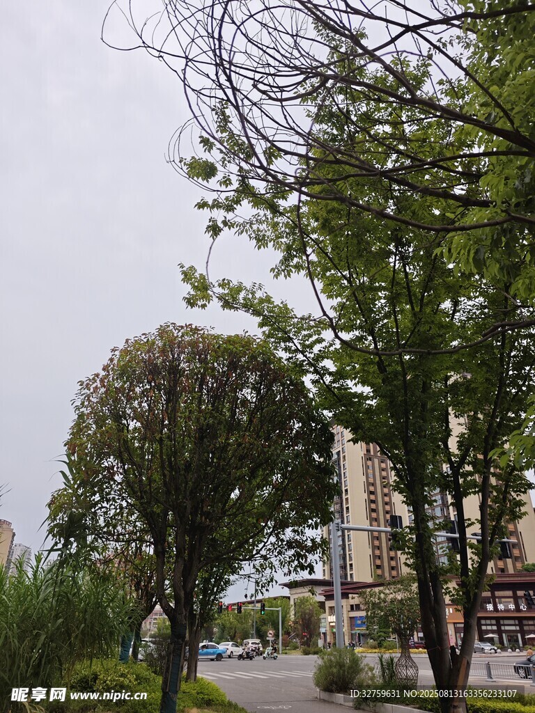 城市街道旁的绿树与建筑