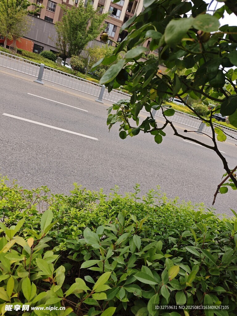 小区绿植与道路景观
