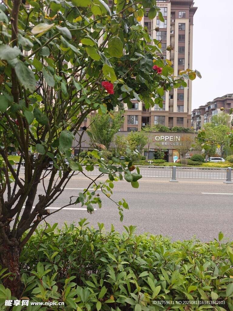 路边绿植与远处楼房景观