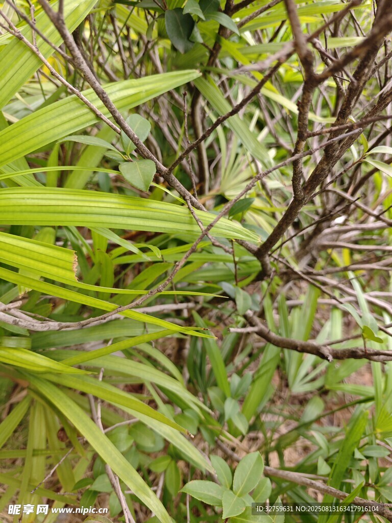 翠绿繁茂的植物枝叶