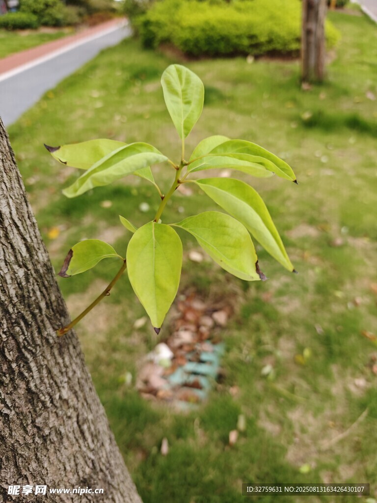 树干旁嫩绿新叶生机足
