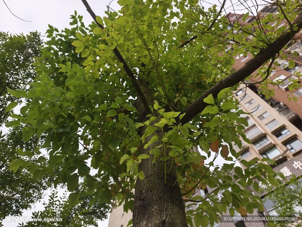 高大葱郁的街边银杏树