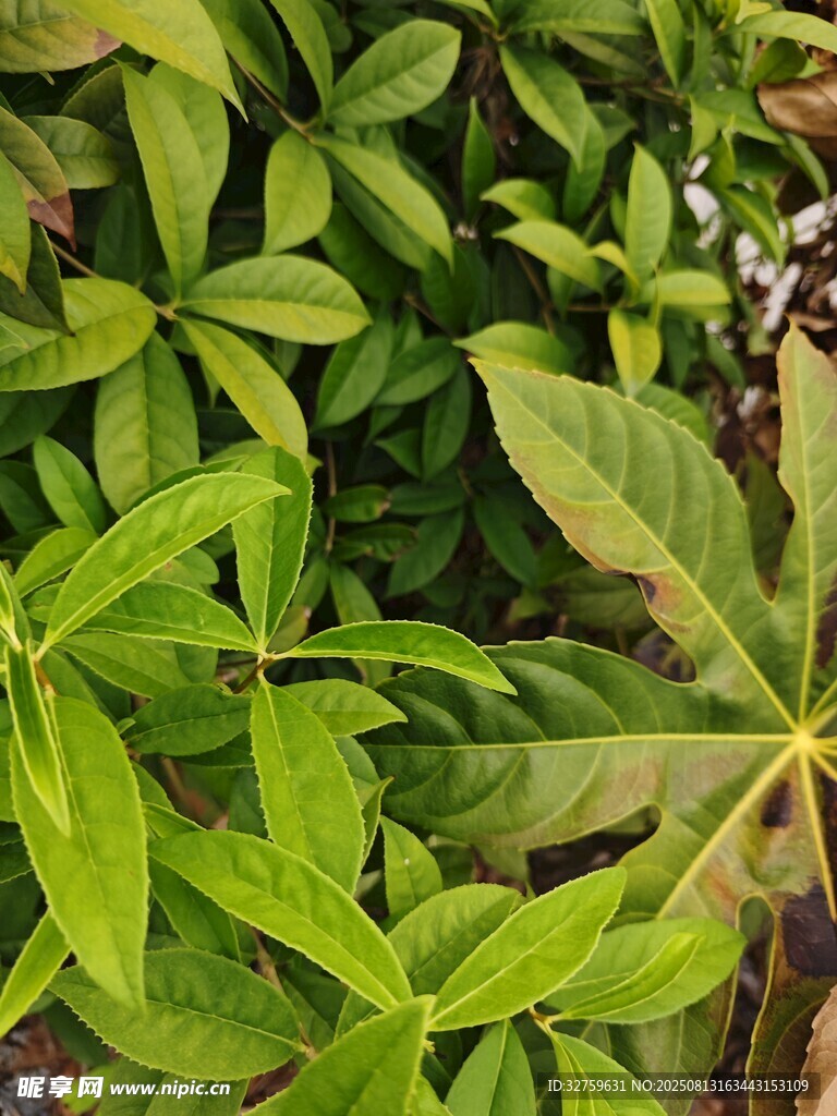 翠绿繁茂的植物叶片