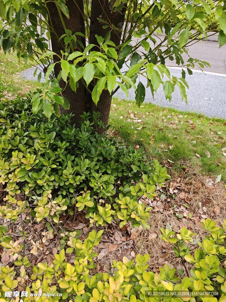 树下绿植景观