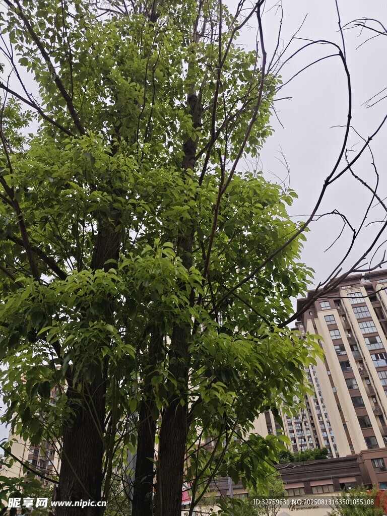 城市中的葱郁绿树