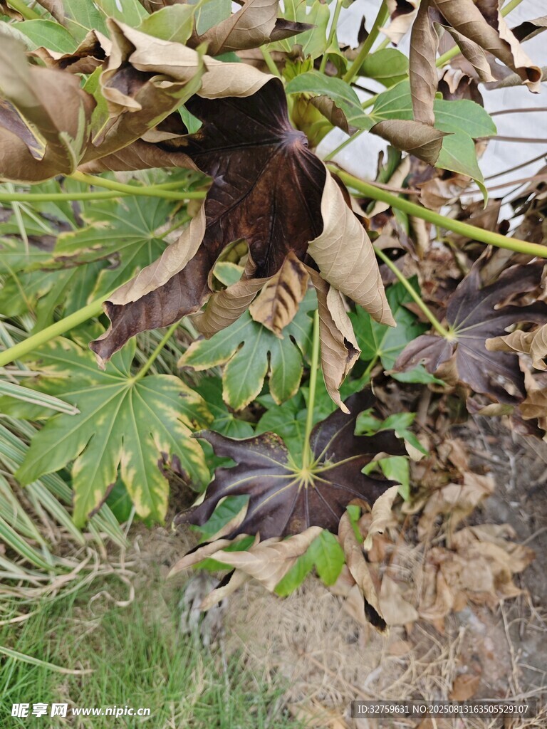 草丛