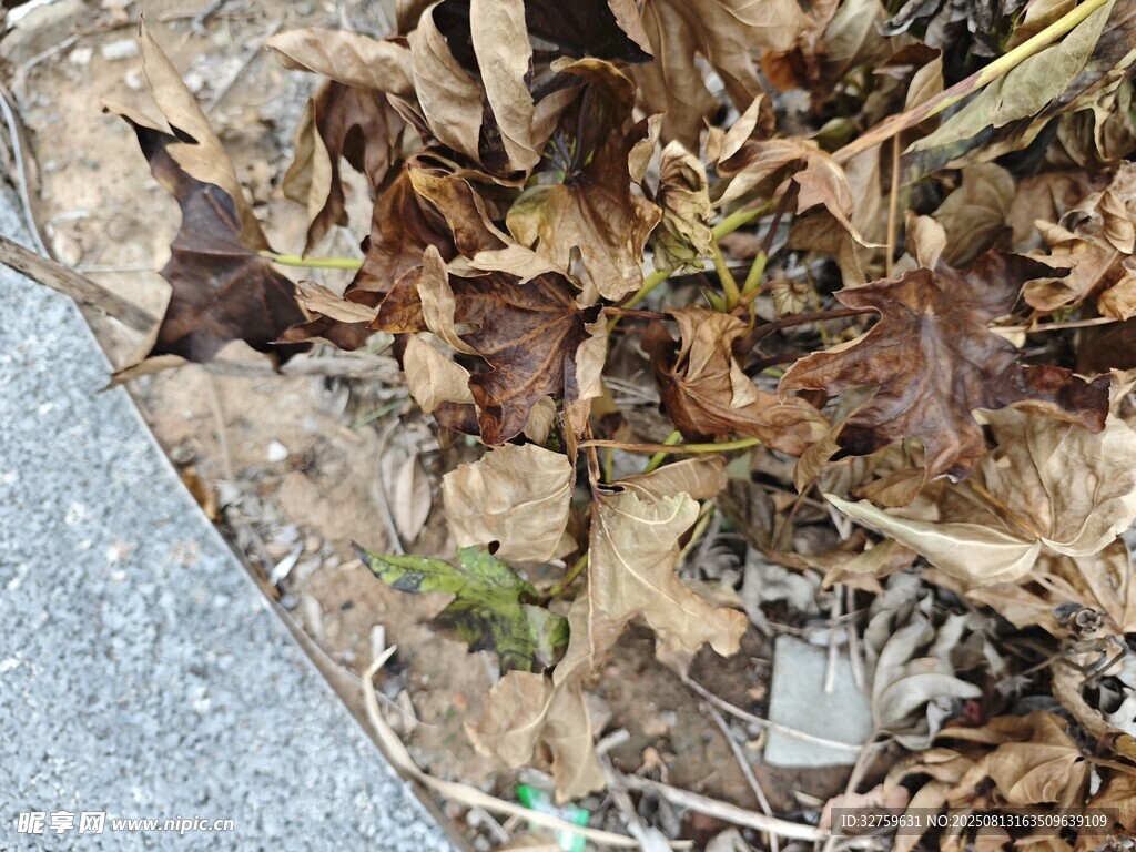 地面上的枯叶与杂草