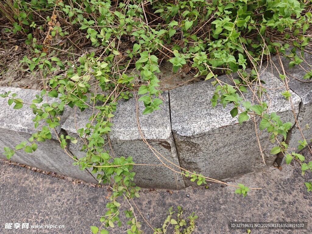 石边蔓生绿植景观