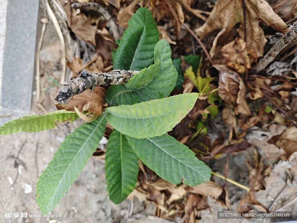 绿叶植物生长于枯叶间