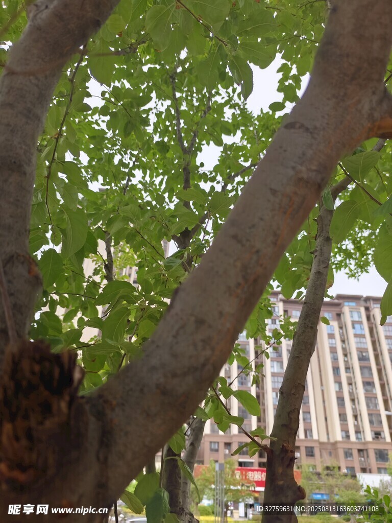 城市中繁茂的绿树景象
