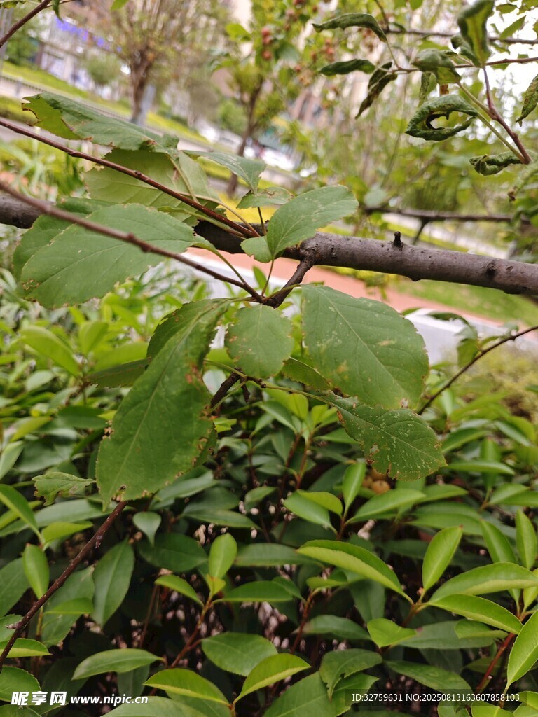 繁茂绿植间的清新自然景象