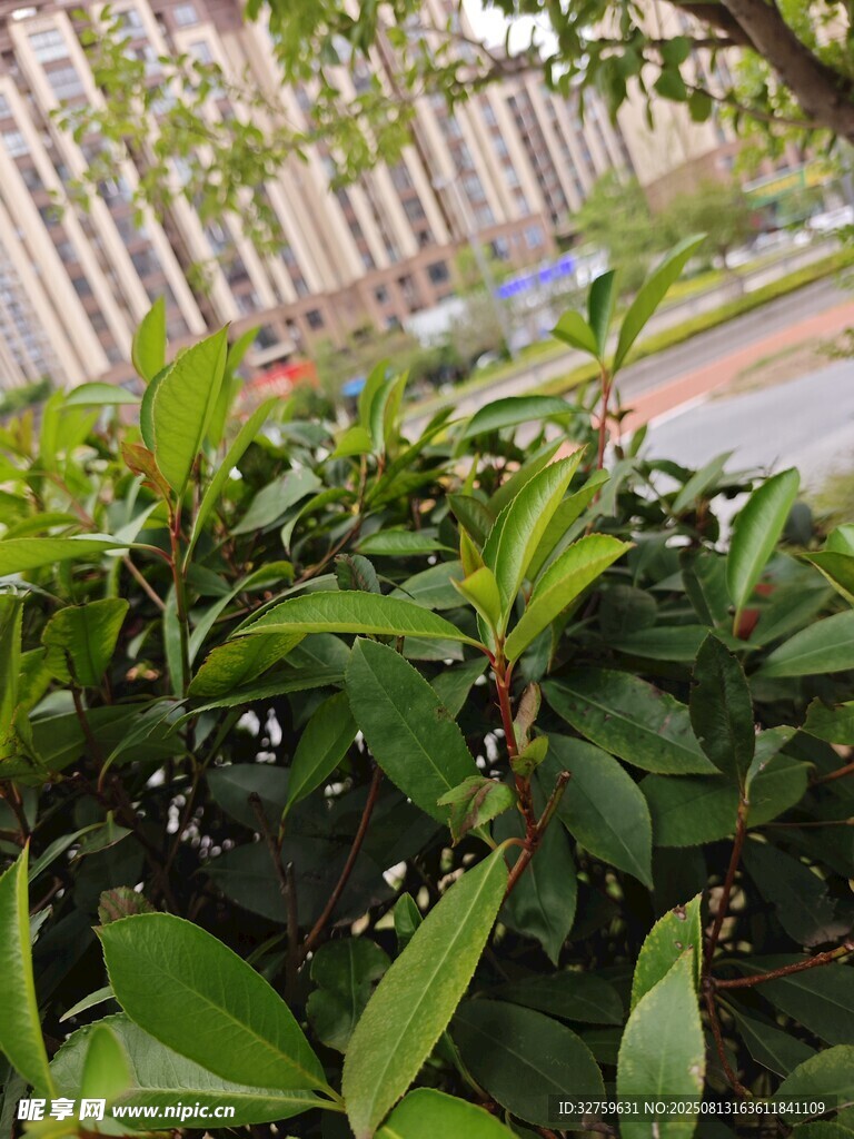 绿叶繁茂的灌木丛