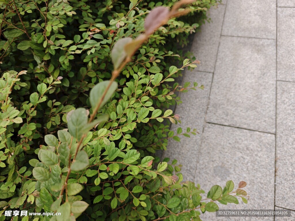 路边绿植特写