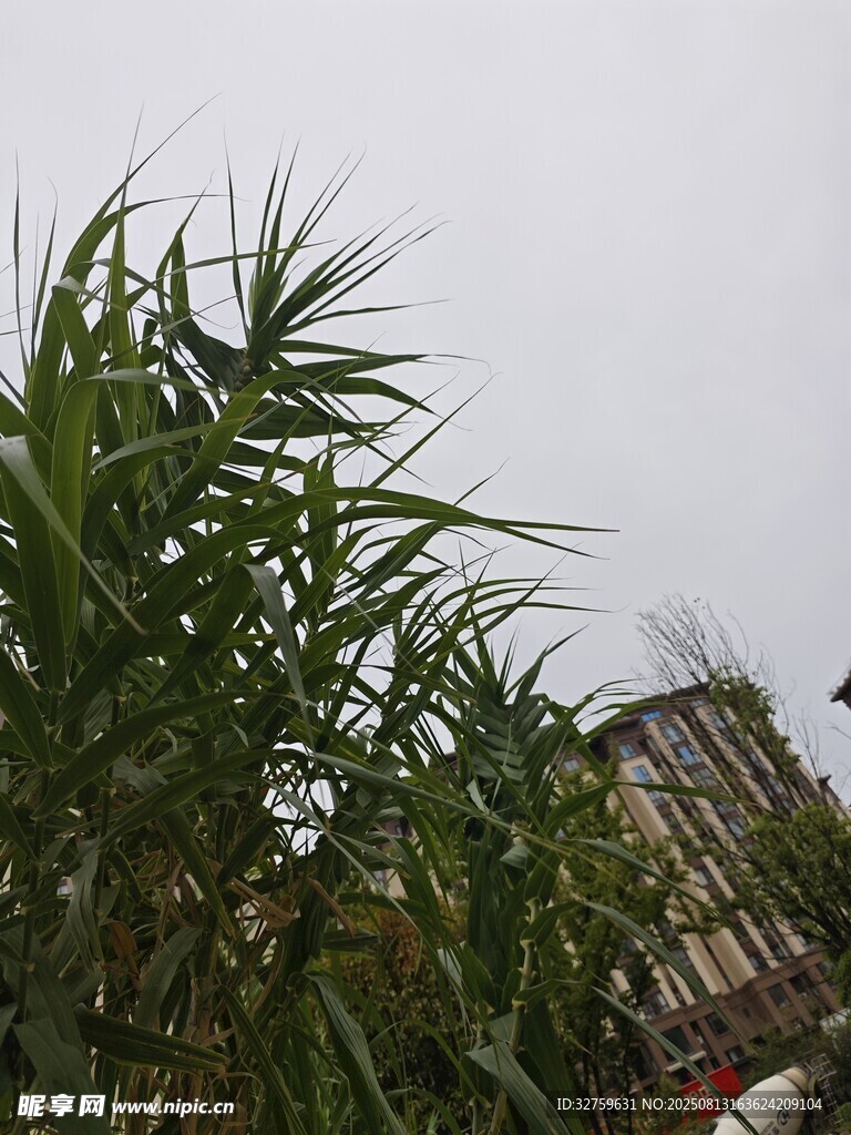 户外高大的绿色芦苇植株