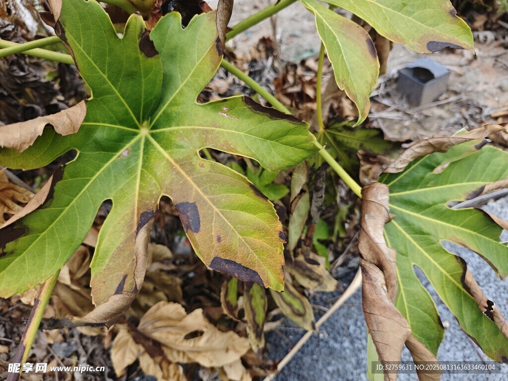 枯黄与翠绿交织的植物叶