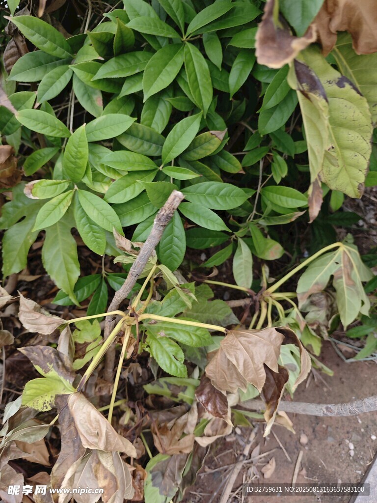 病叶植物特写