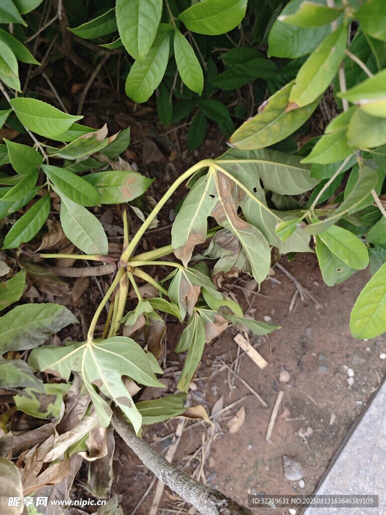 路边生长的绿色植物