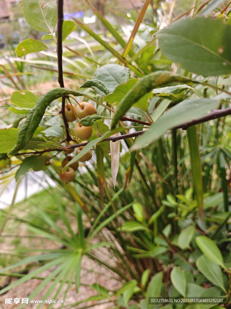 绿叶间的蜗牛