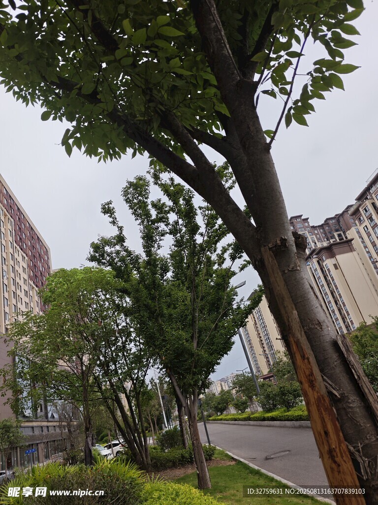 城市街道旁的绿树景观