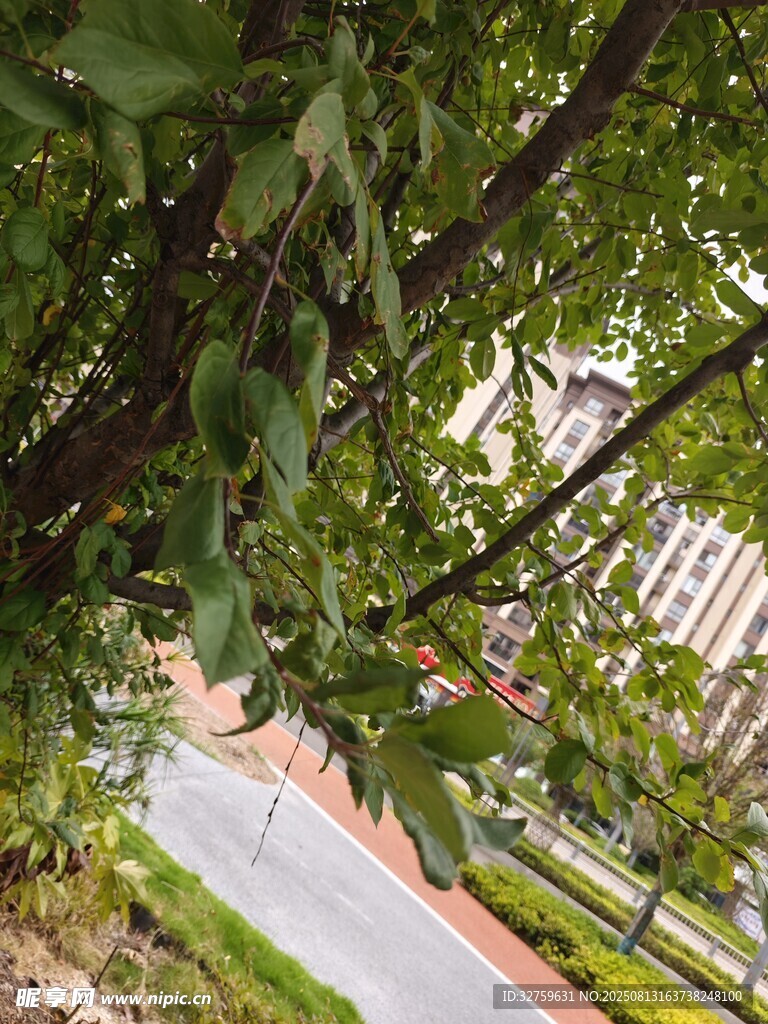 绿叶掩映下的建筑一角