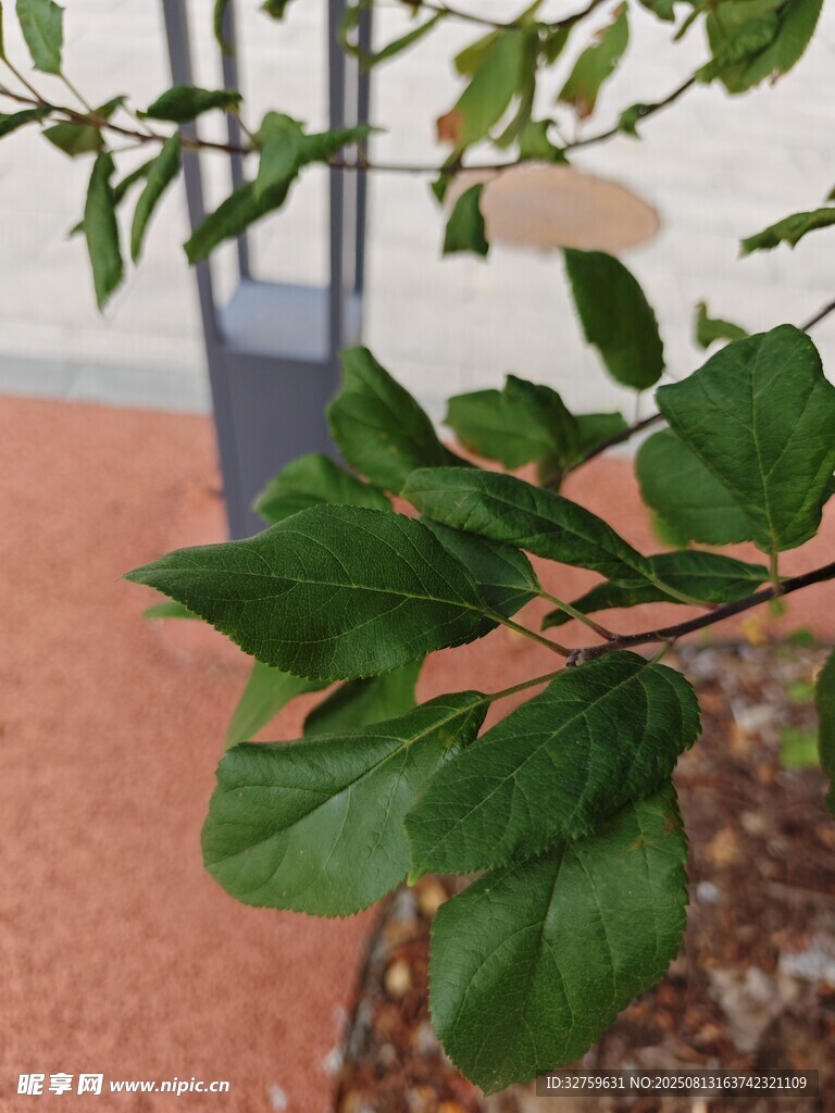 绿叶繁茂的植物枝干