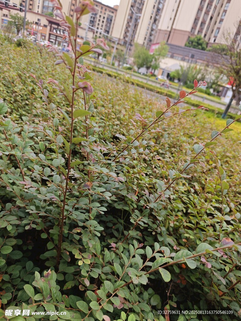 城市中的繁茂绿植景观