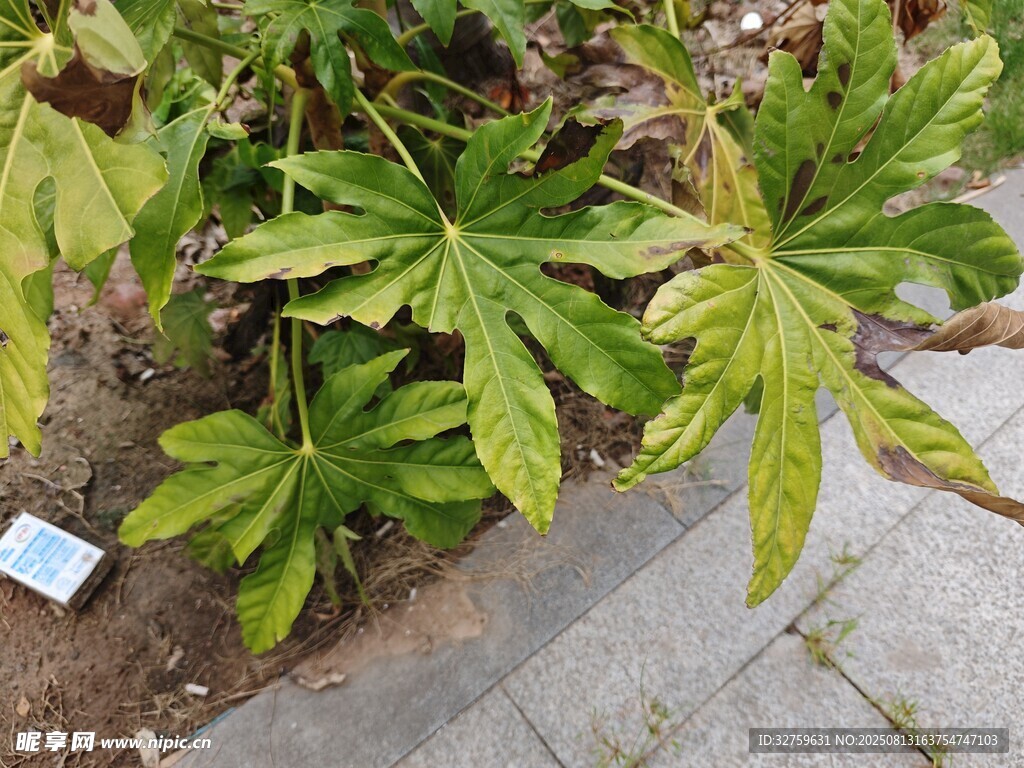 绿叶植物