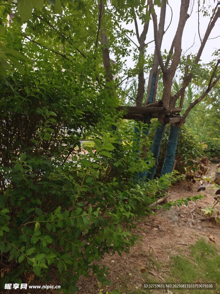 树木