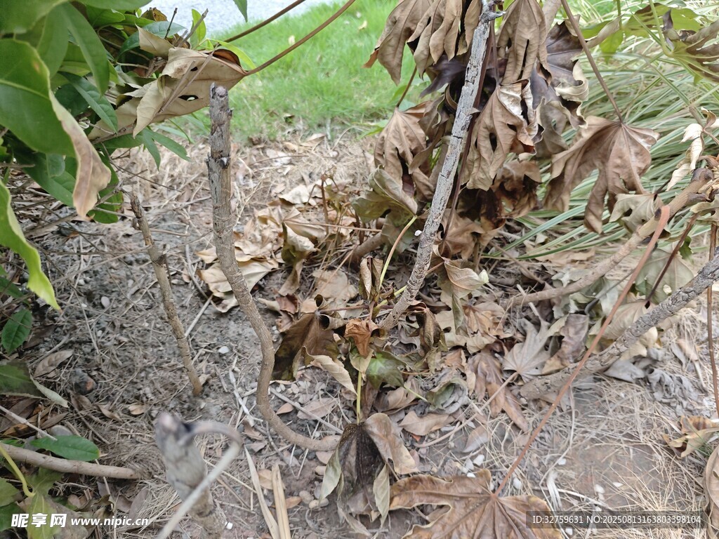 枯萎植物根部特写