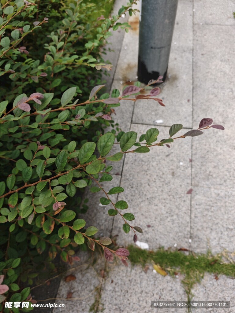 路边绿植与灰色地面场景