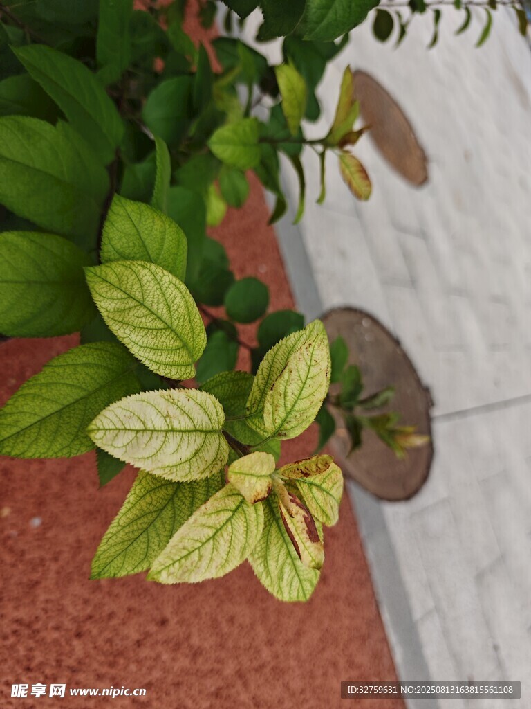 黄绿相间叶片的绿植