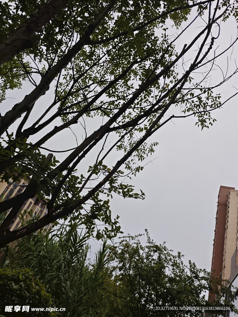 透过枝叶望高楼