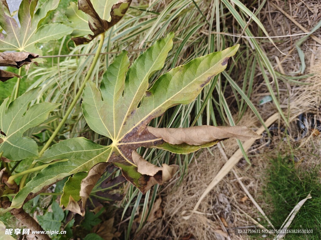 地面上的绿色植物叶片