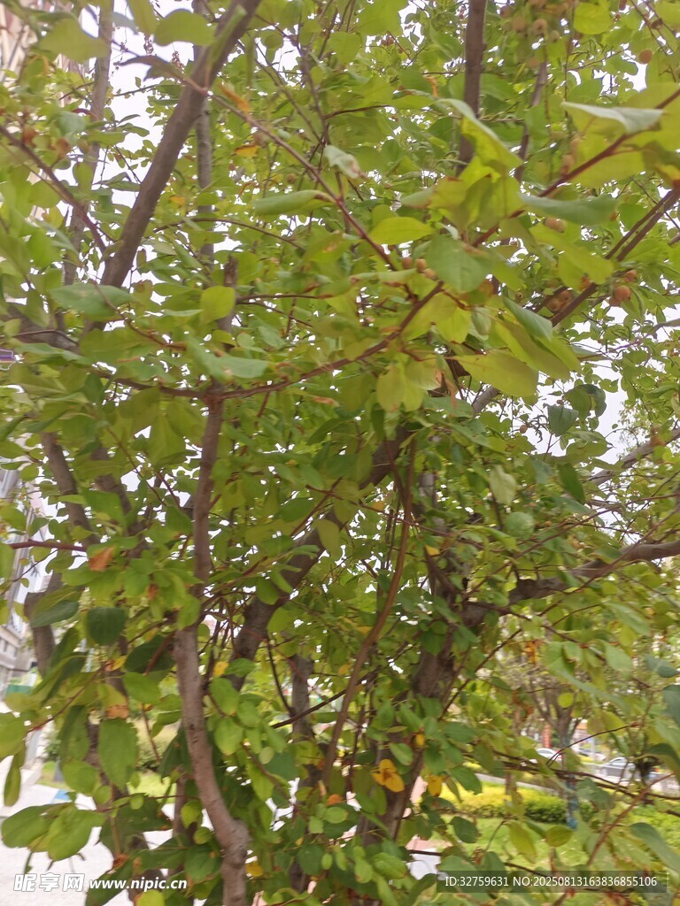 绿叶繁茂的树木景象