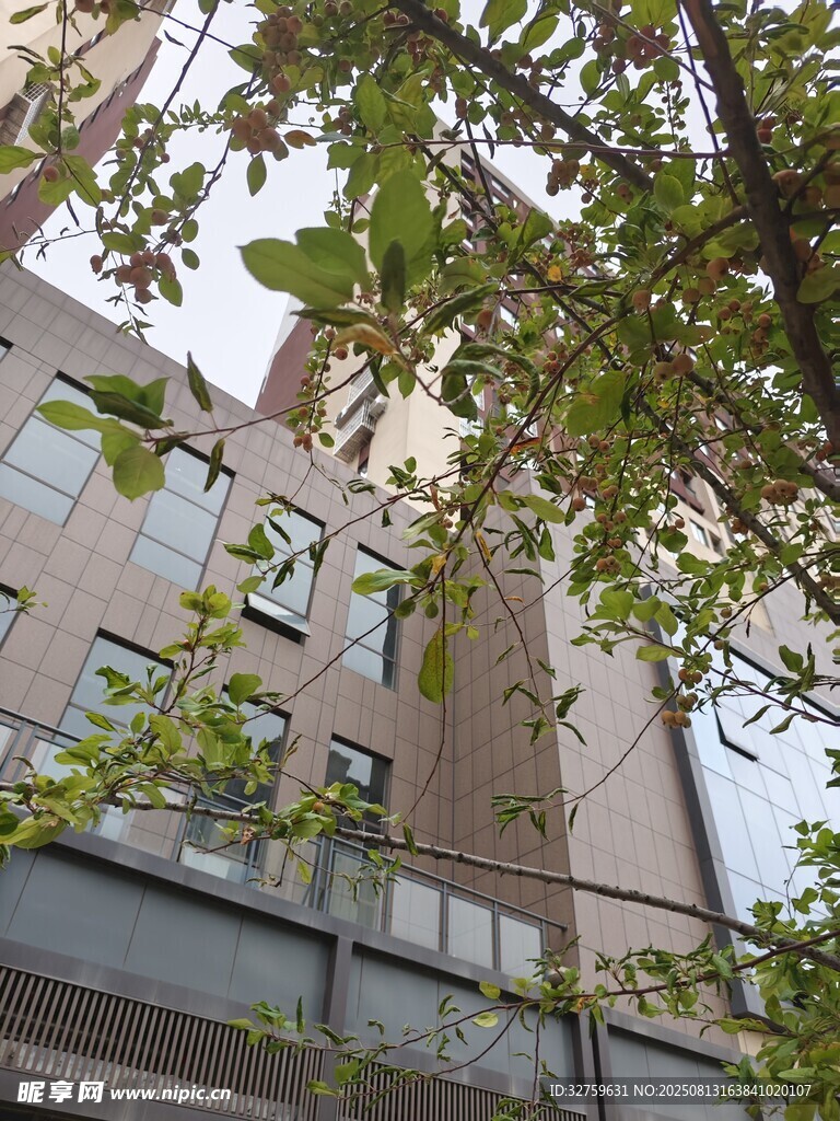 透过枝叶看现代建筑