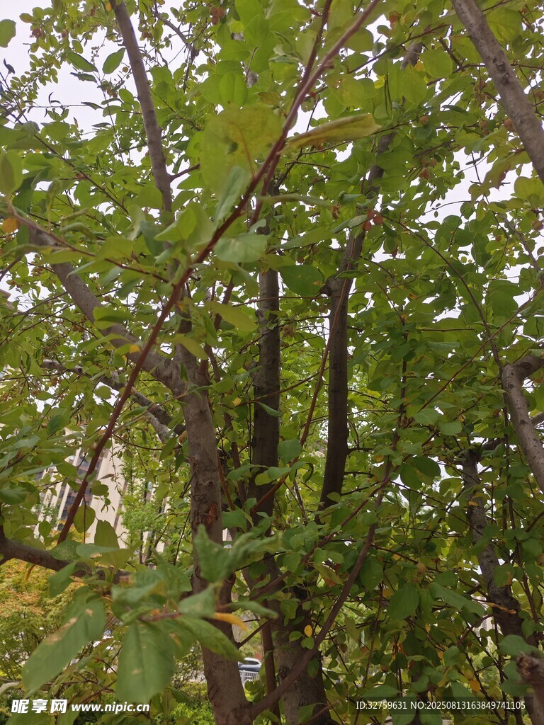 茂密树林中的繁茂枝叶