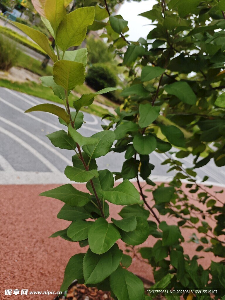 路边绿植特写
