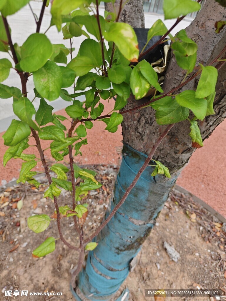 树干缠蓝膜的绿植