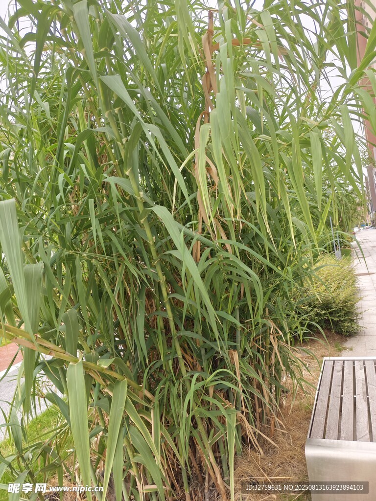 路边茂盛的绿色芦苇丛