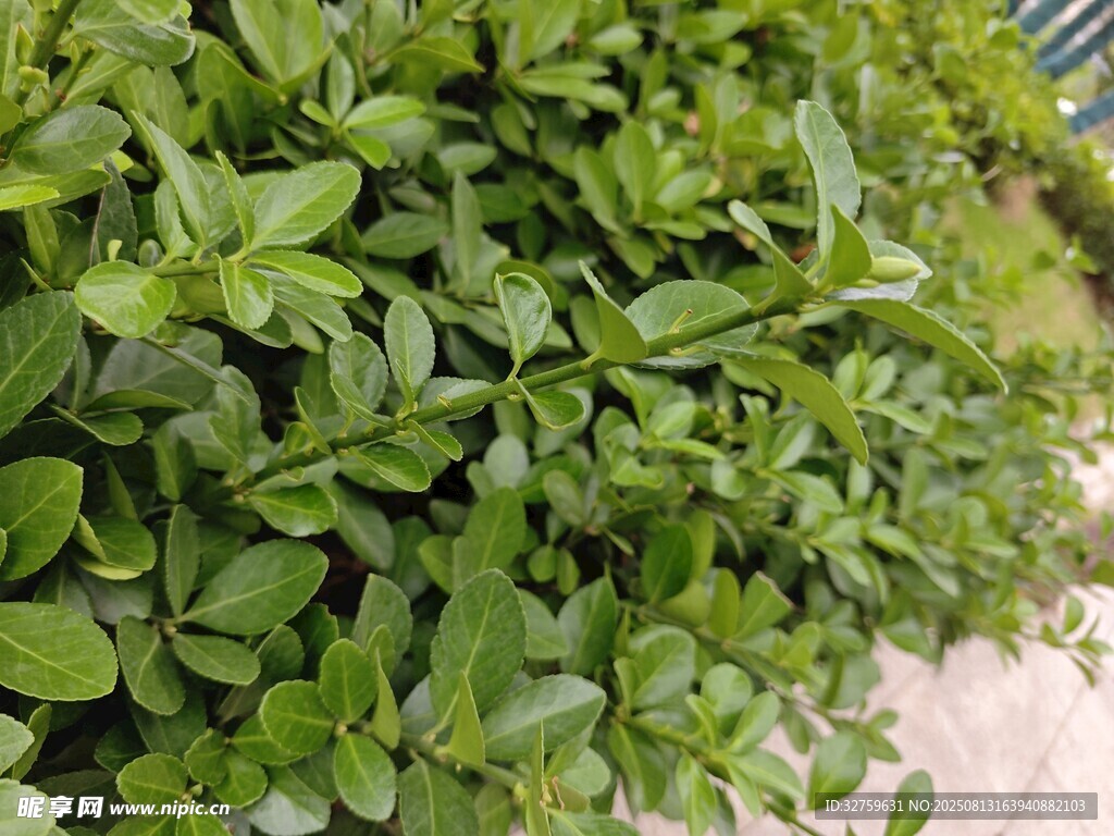 翠绿繁茂的绿植景观