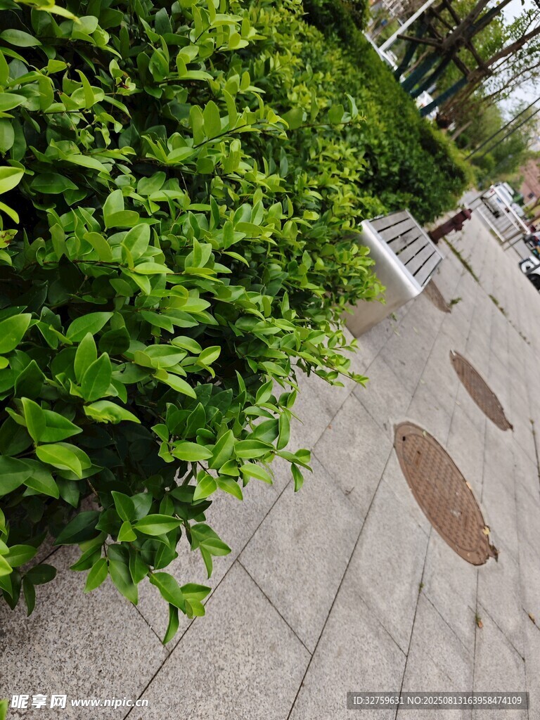 路边绿植与石板路景观