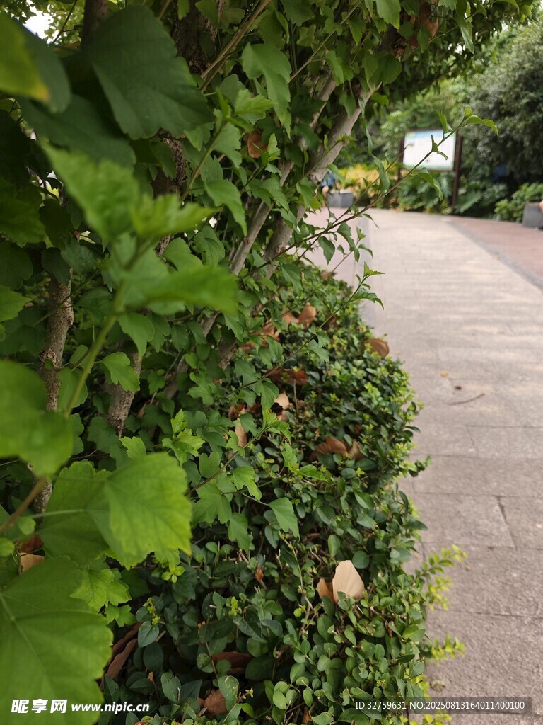 绿意盎然的小径旁绿植景观