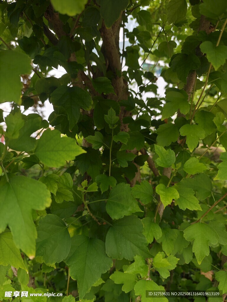 绿叶繁茂的植物景象